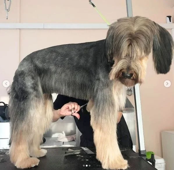 A Bela e o Cão