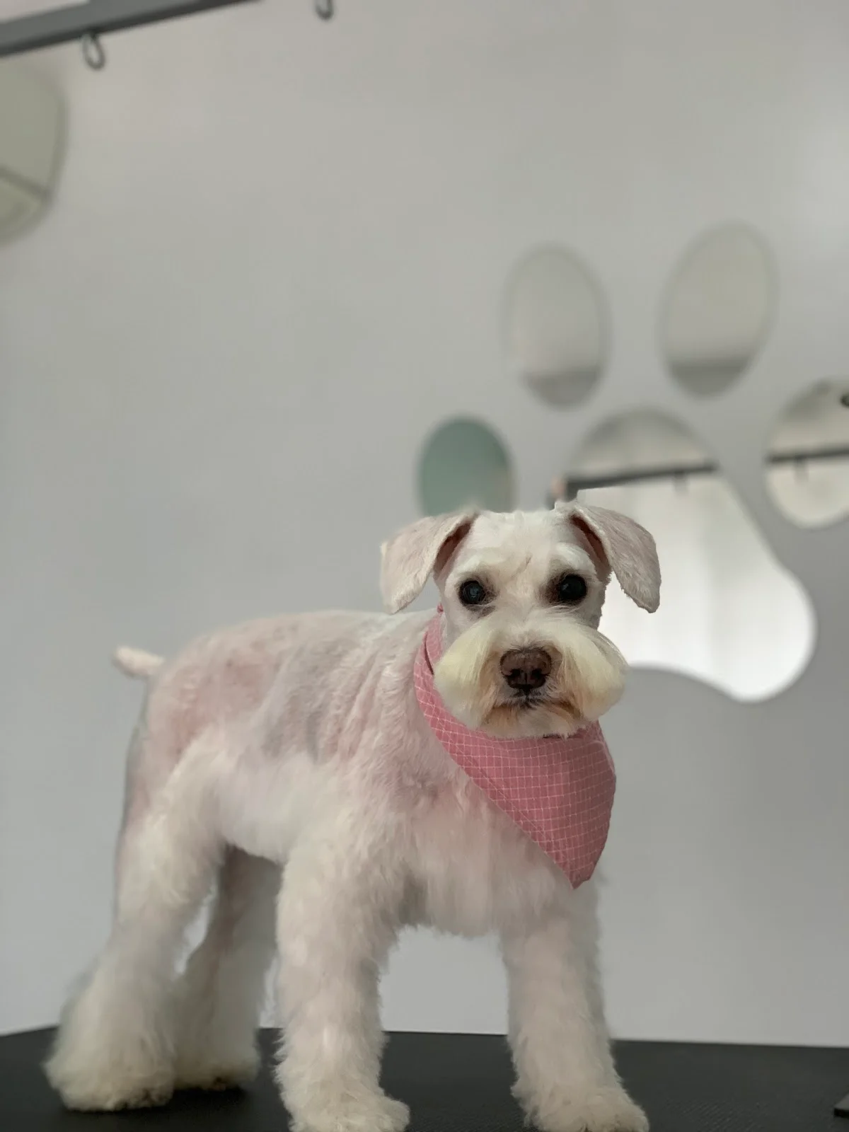 A Bela e o Cão — 3