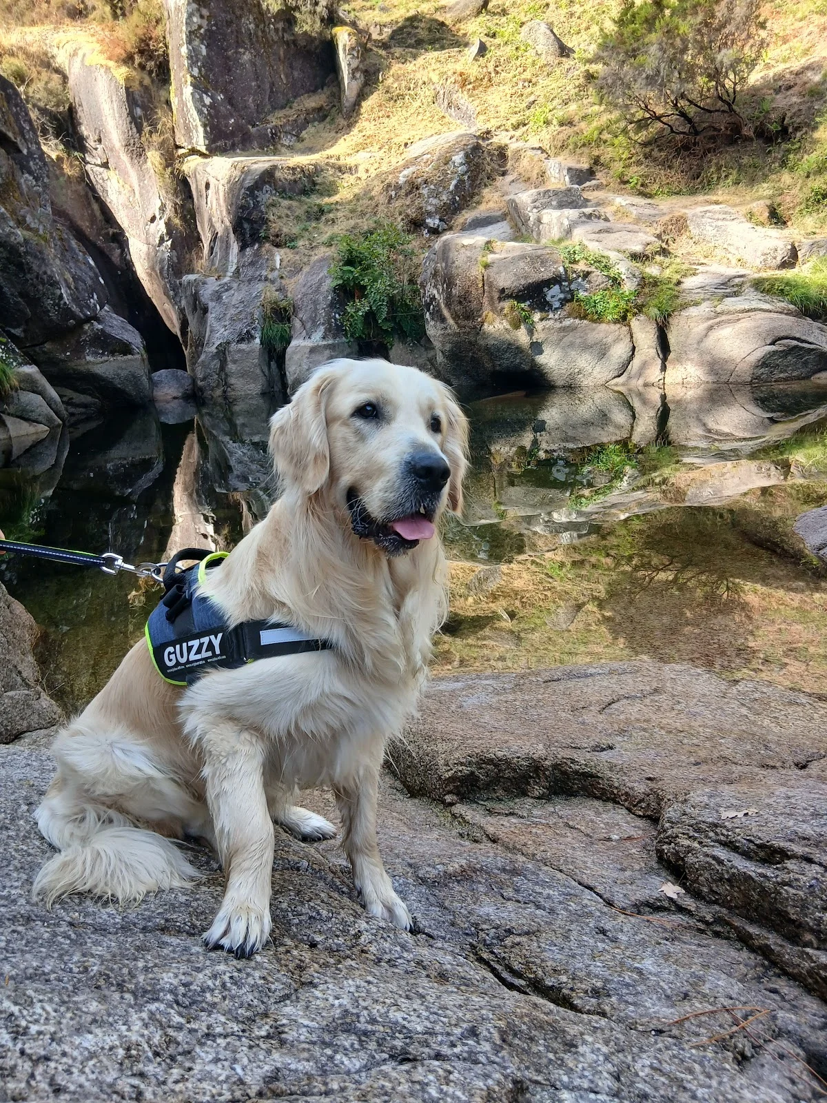 Petwin | Banhos e Tosquias — 3
