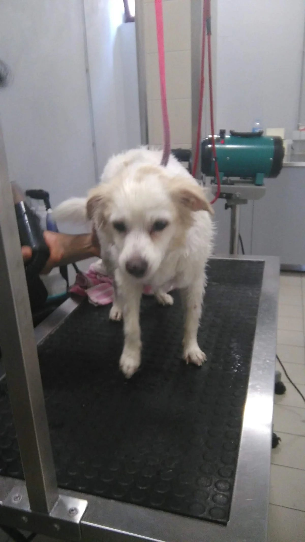 Clínica Veterinária - Mania dos Bichos — 2