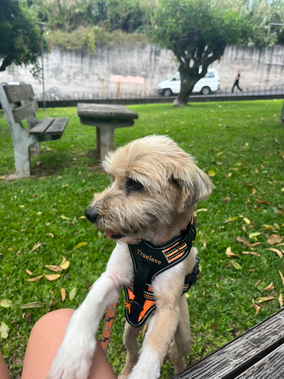 Patavinas_petsitting