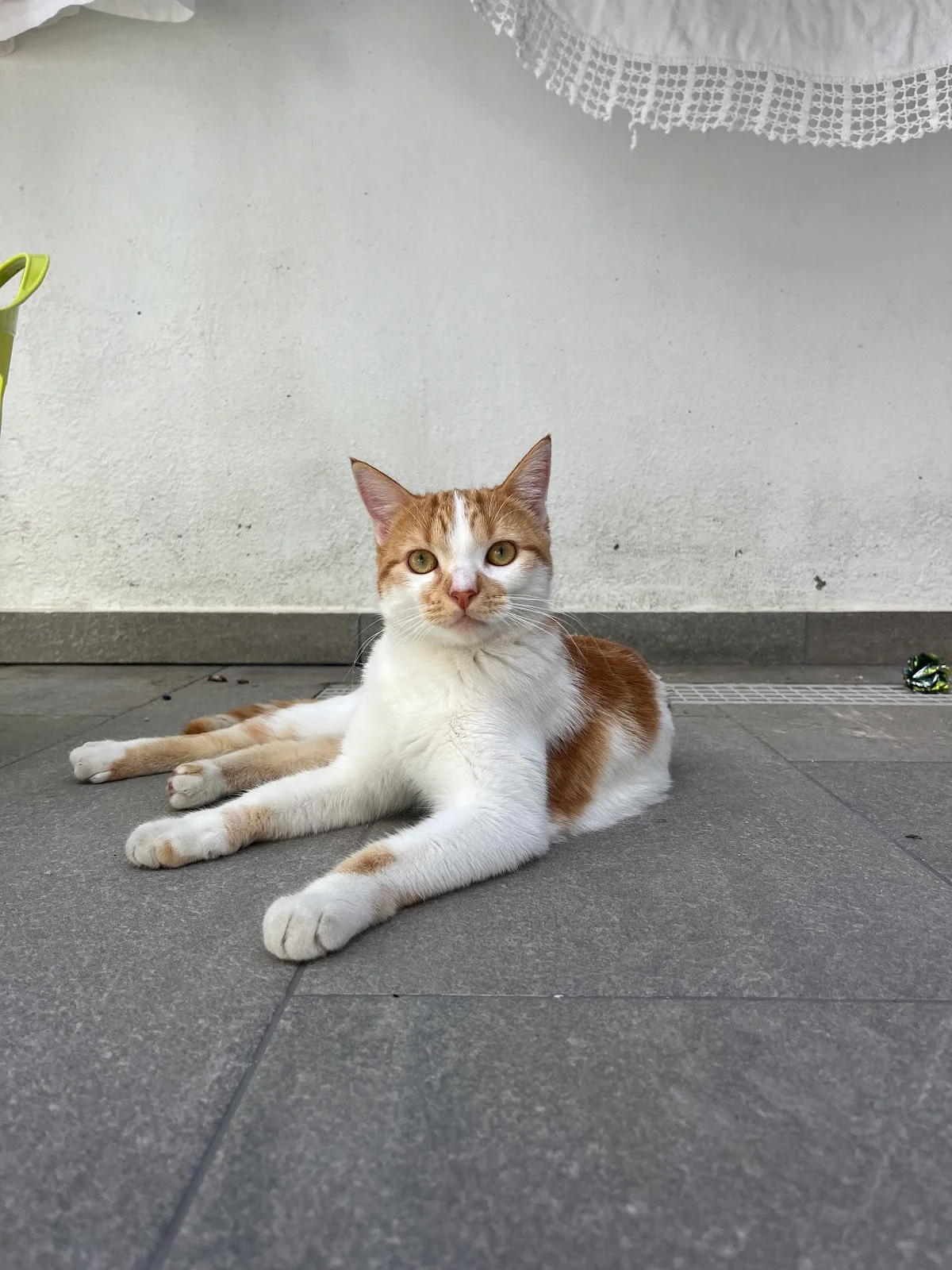 Patavinas_petsitting — 3
