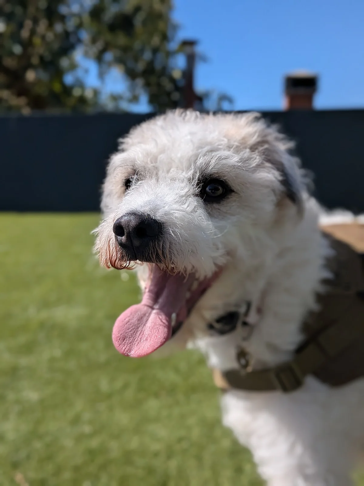Dona Bigodes - Pet Sitting