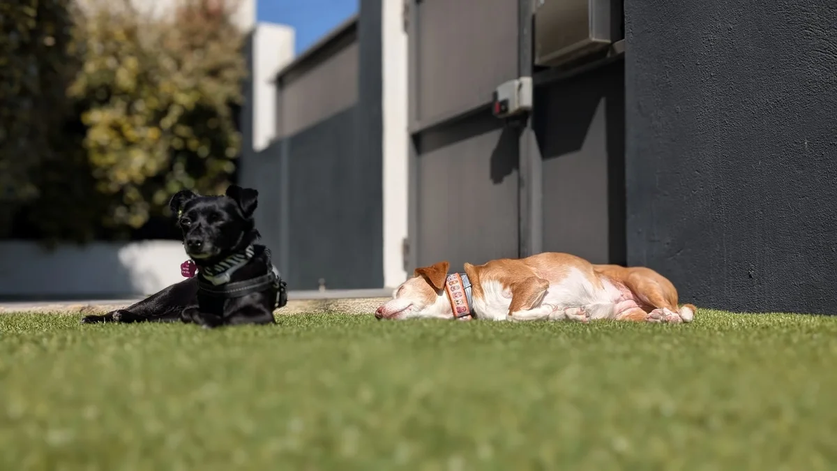 Dona Bigodes - Pet Sitting — 2