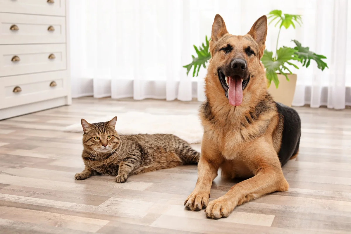 Dona Bigodes - Pet Sitting — 3