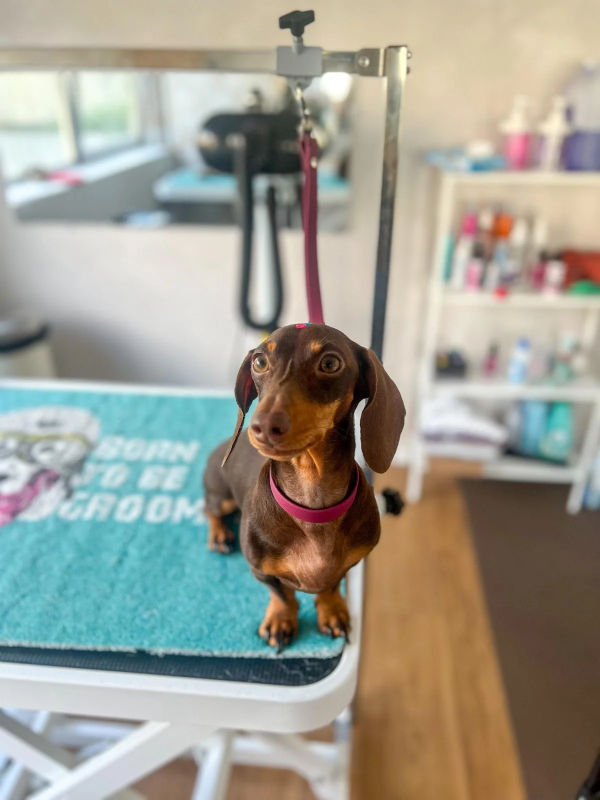 WOFF Pet Store & Spa - Banhos e tosquias