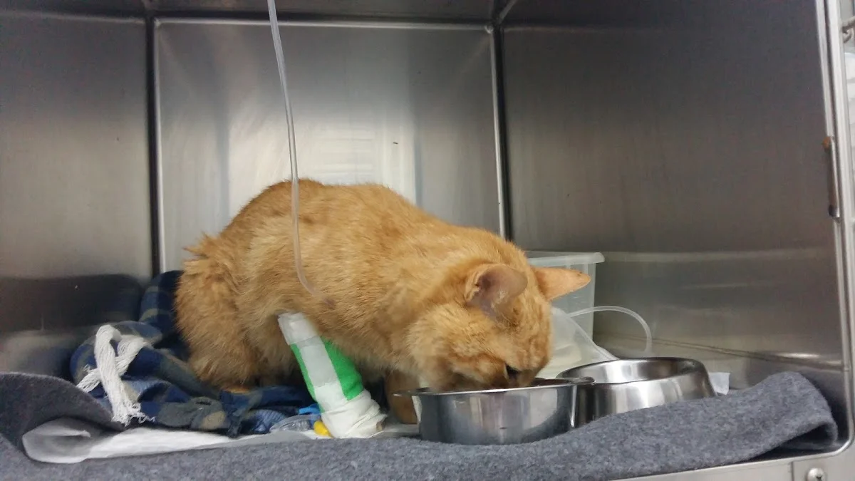 Onevet Hospital Veterinário Porto — 3