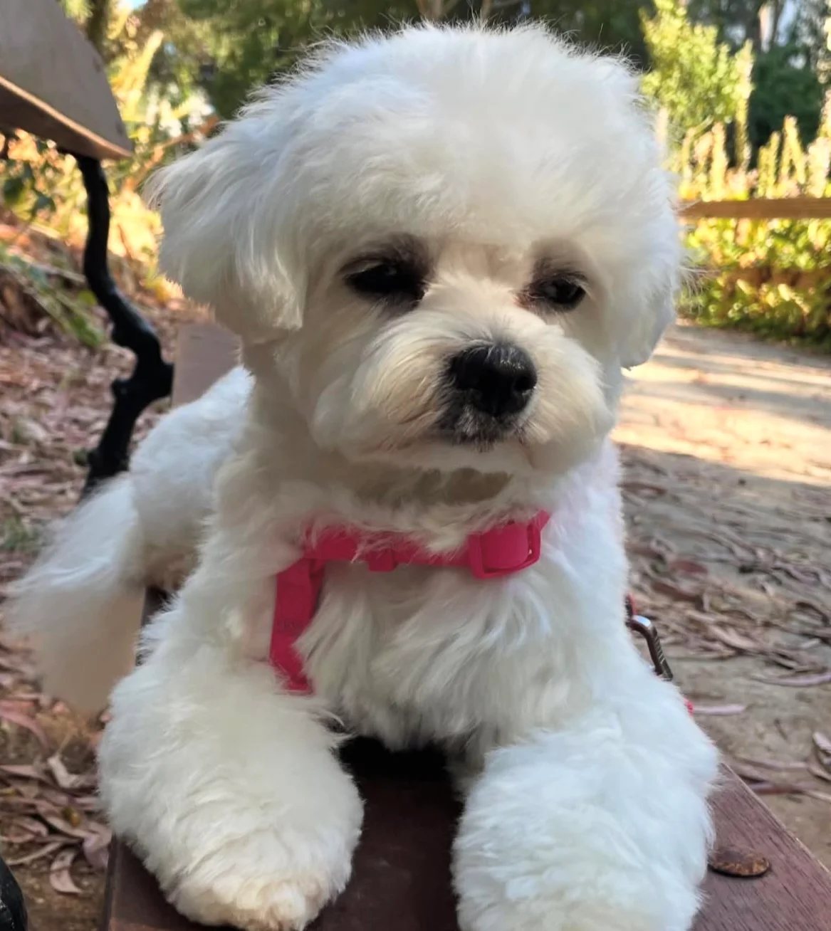 WallyDogs - Estética Canina — 2