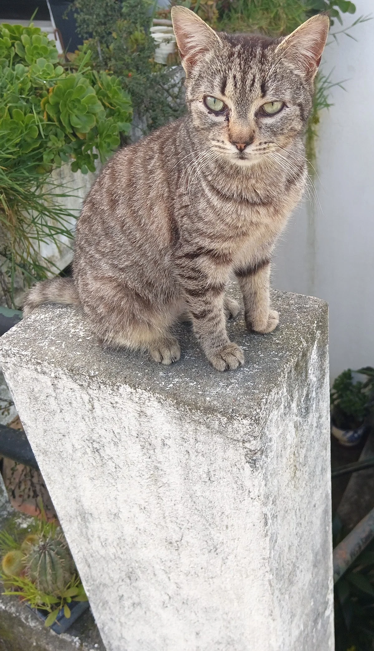 Clínica Veterinária da Galiza — 2