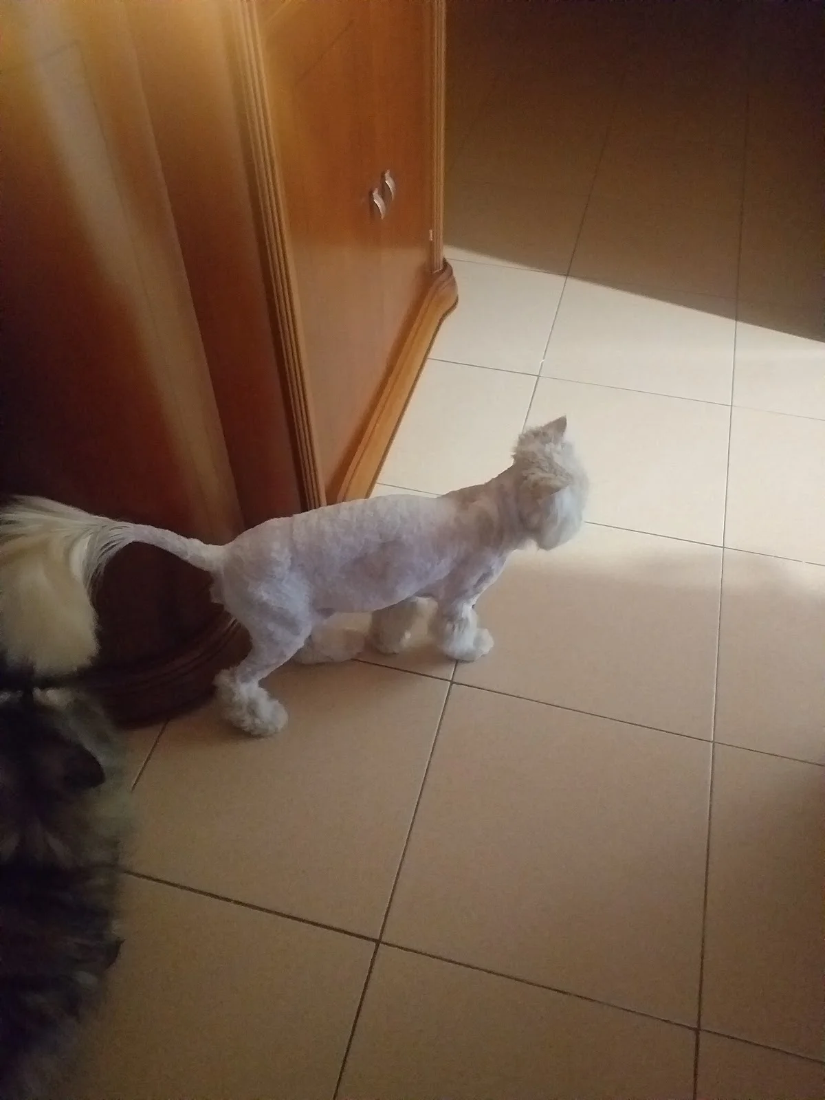 Clínica Veterinária da Galiza — 3