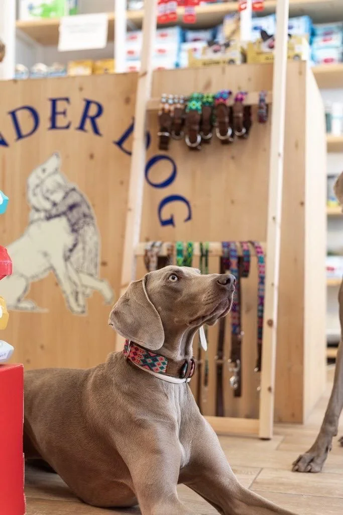 Wonder Dog — 3