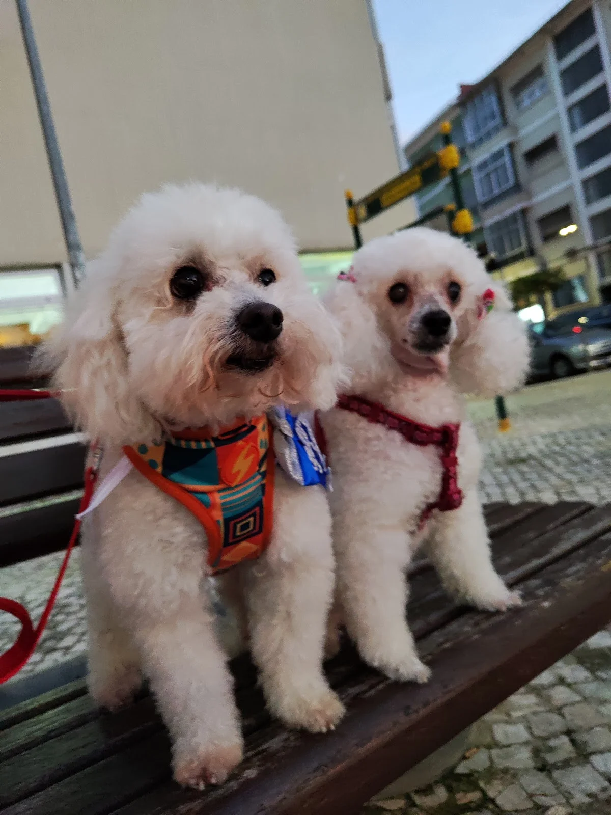 What's Up Dog — 2