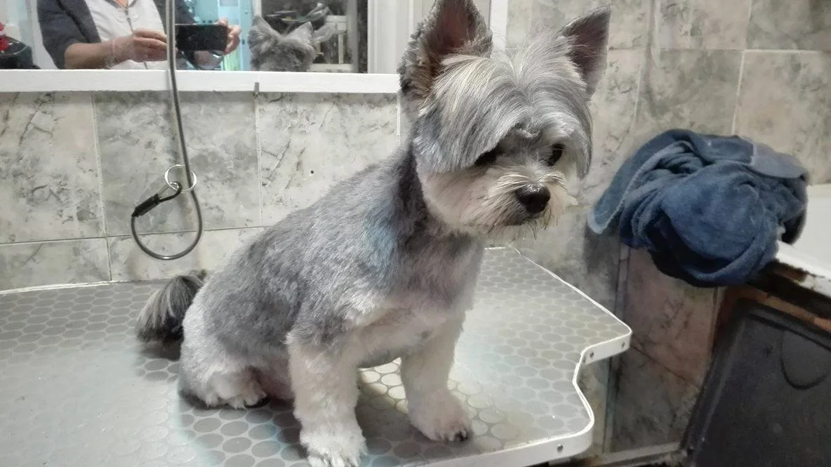 4 Patas de 5 Estrelas — 2