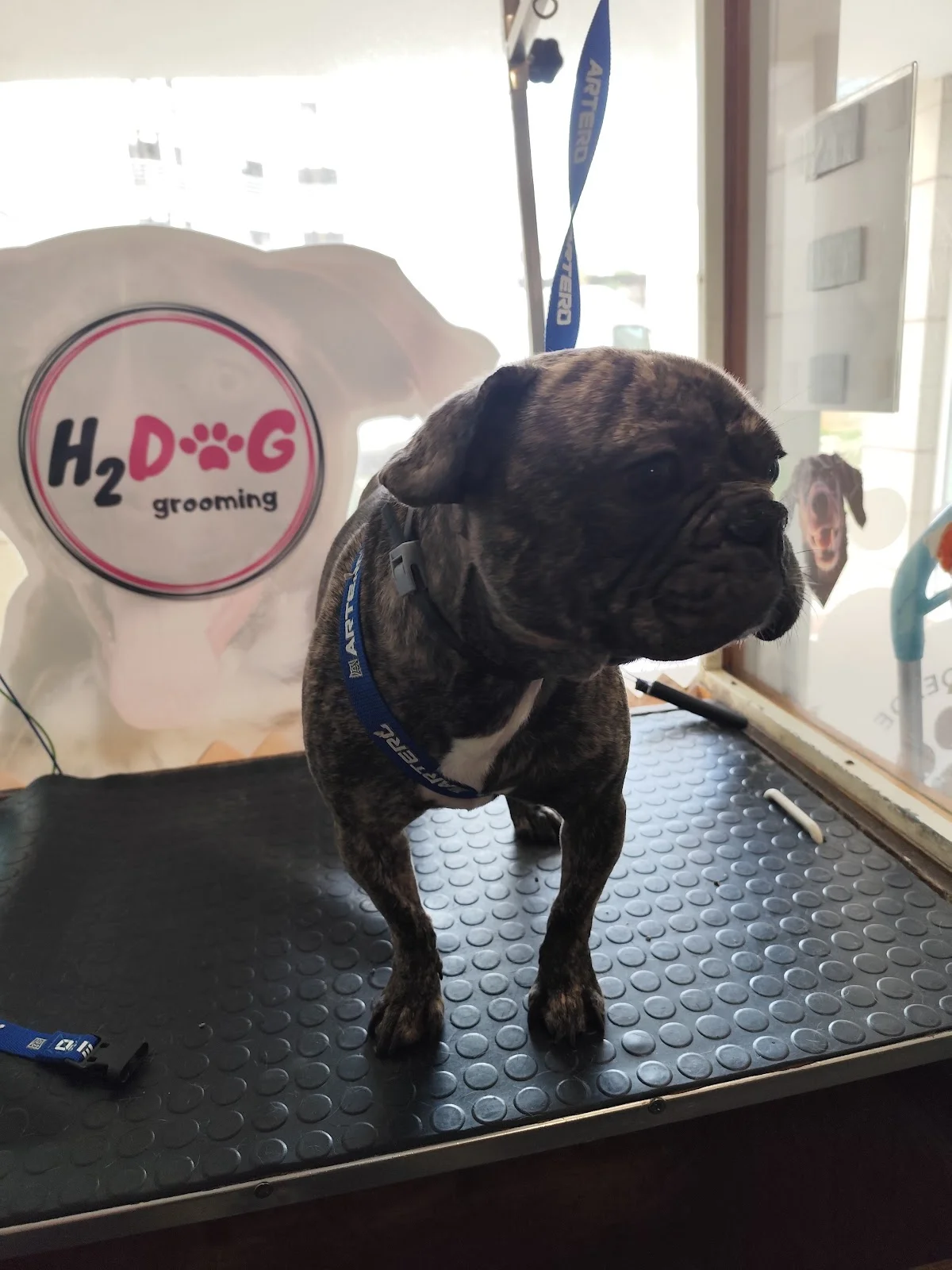 Clinica Veterinária Mundo Animal — 3