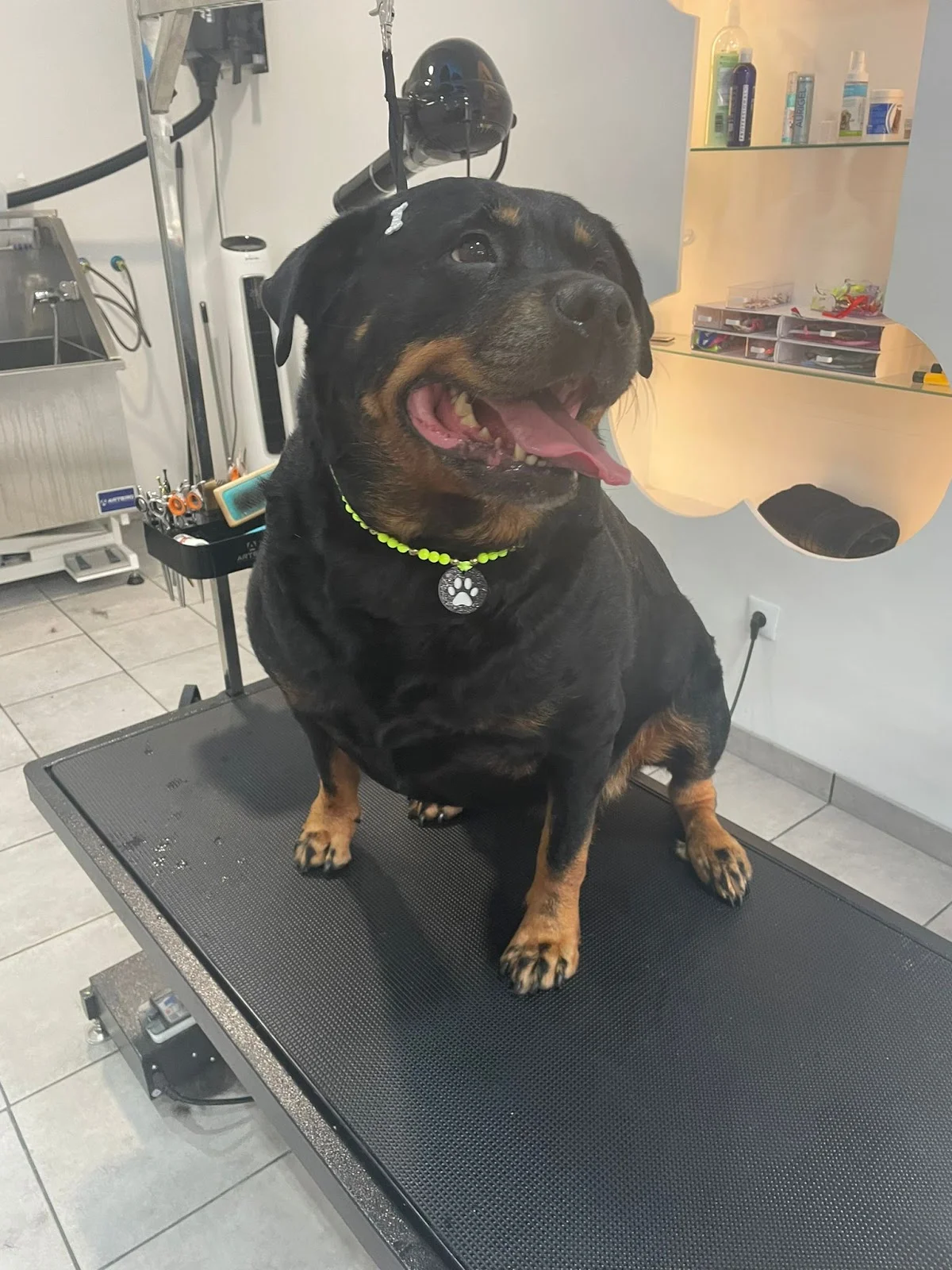 Safira Grooming&Spa — 3