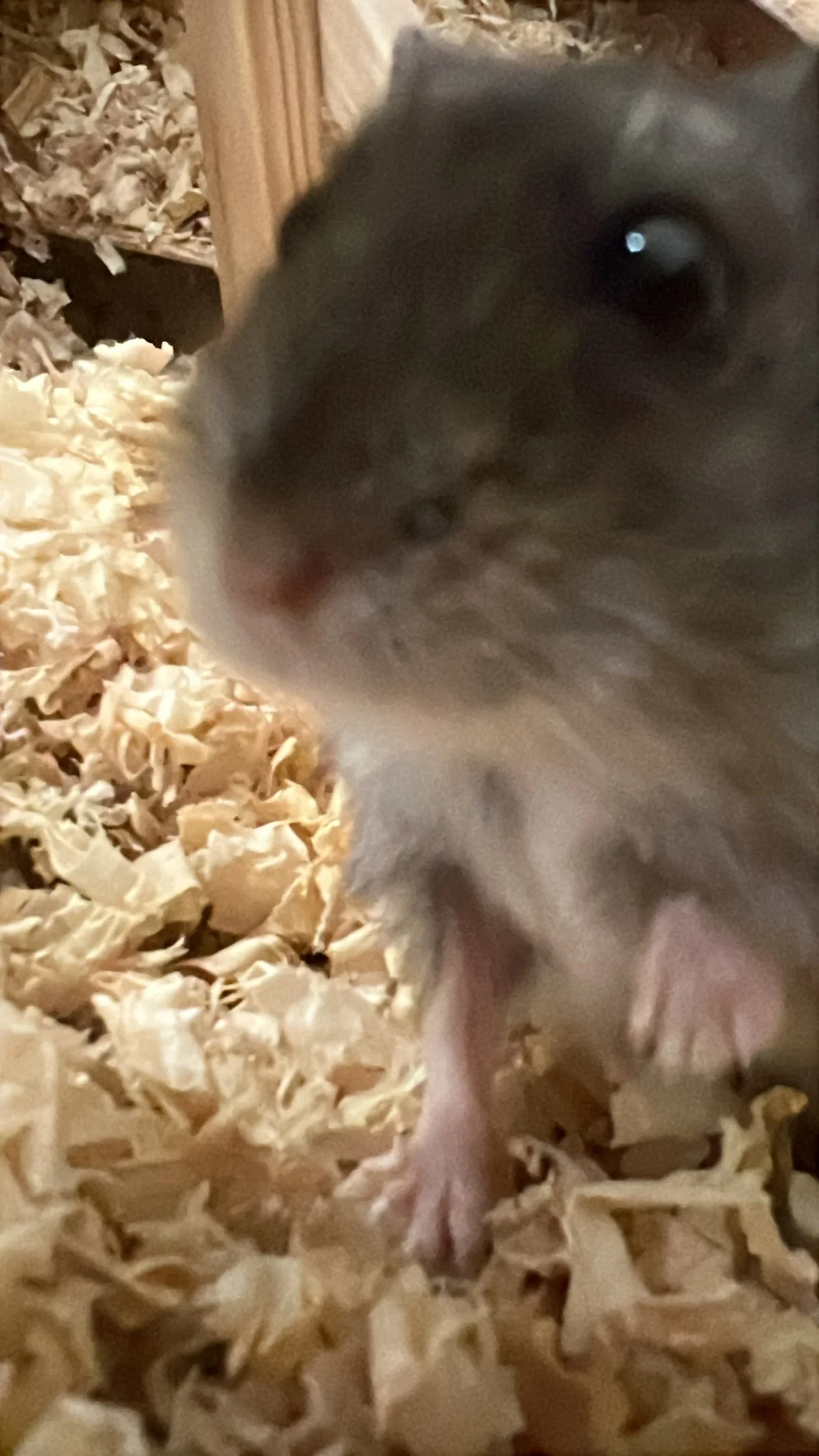 THE PET STORE — 2