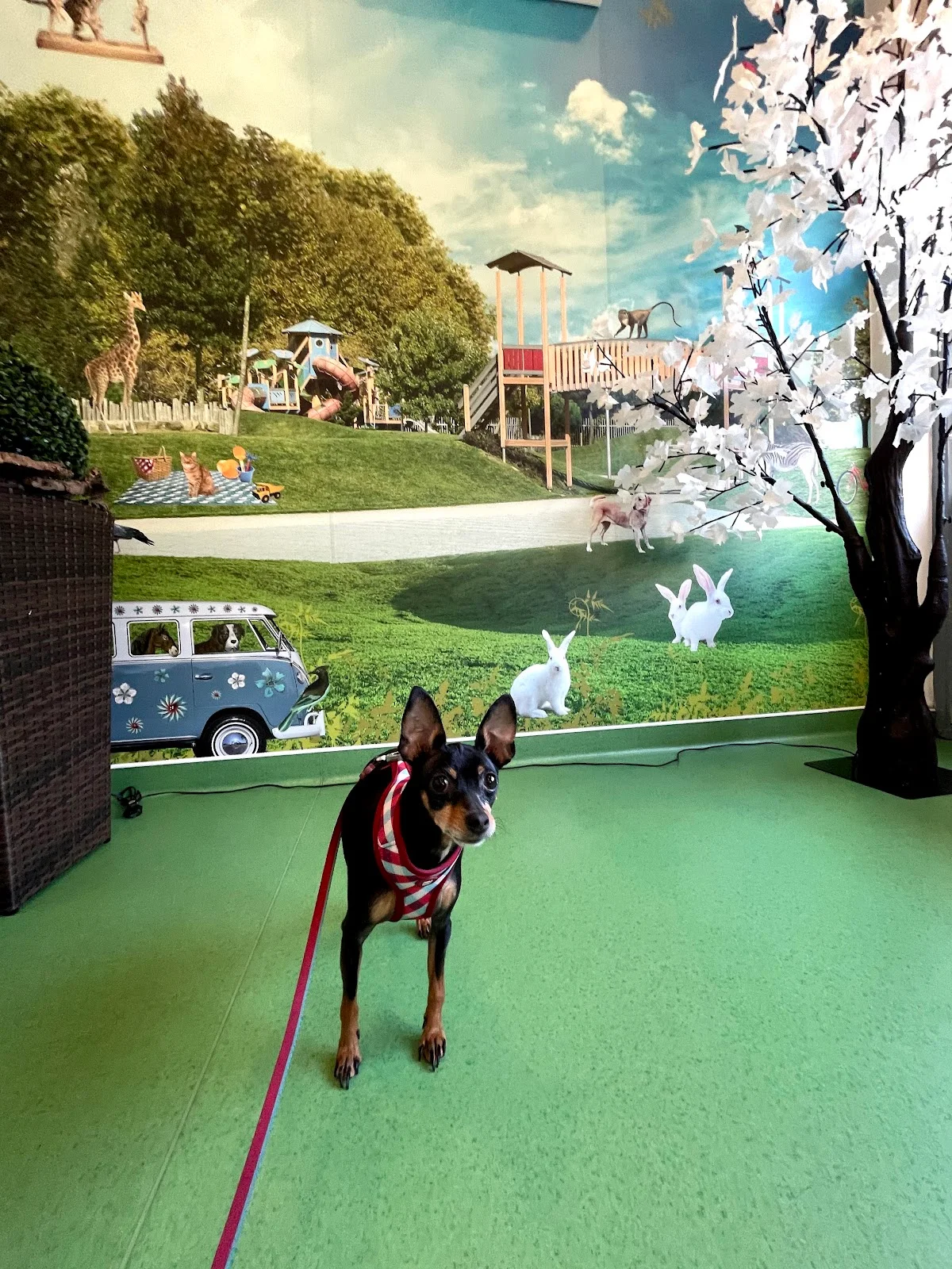 Covelovet, Clínica Veterinária — 2