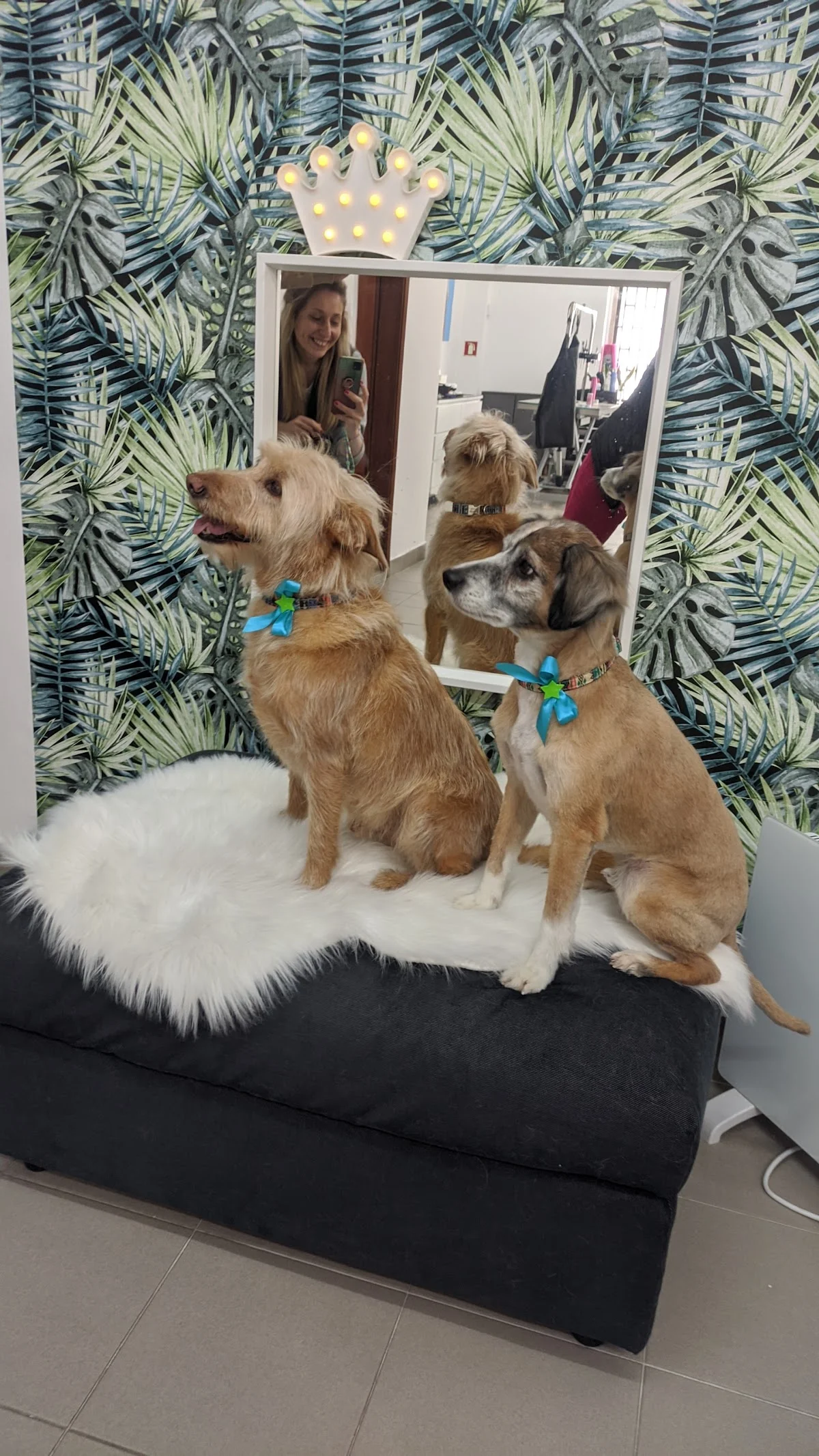 Funny Dog Grooming