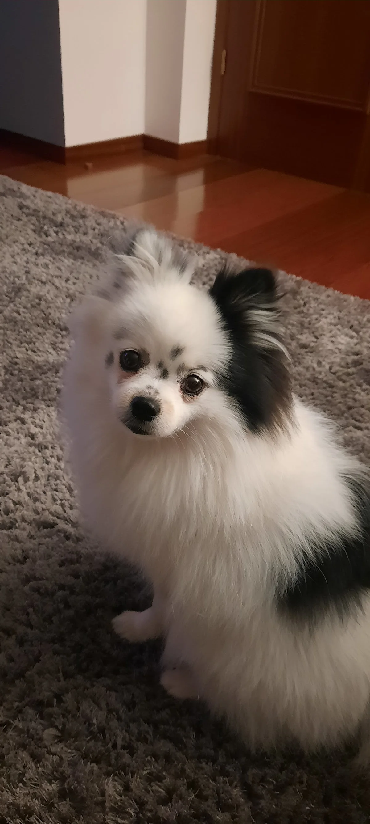 Funny Dog Grooming — 2