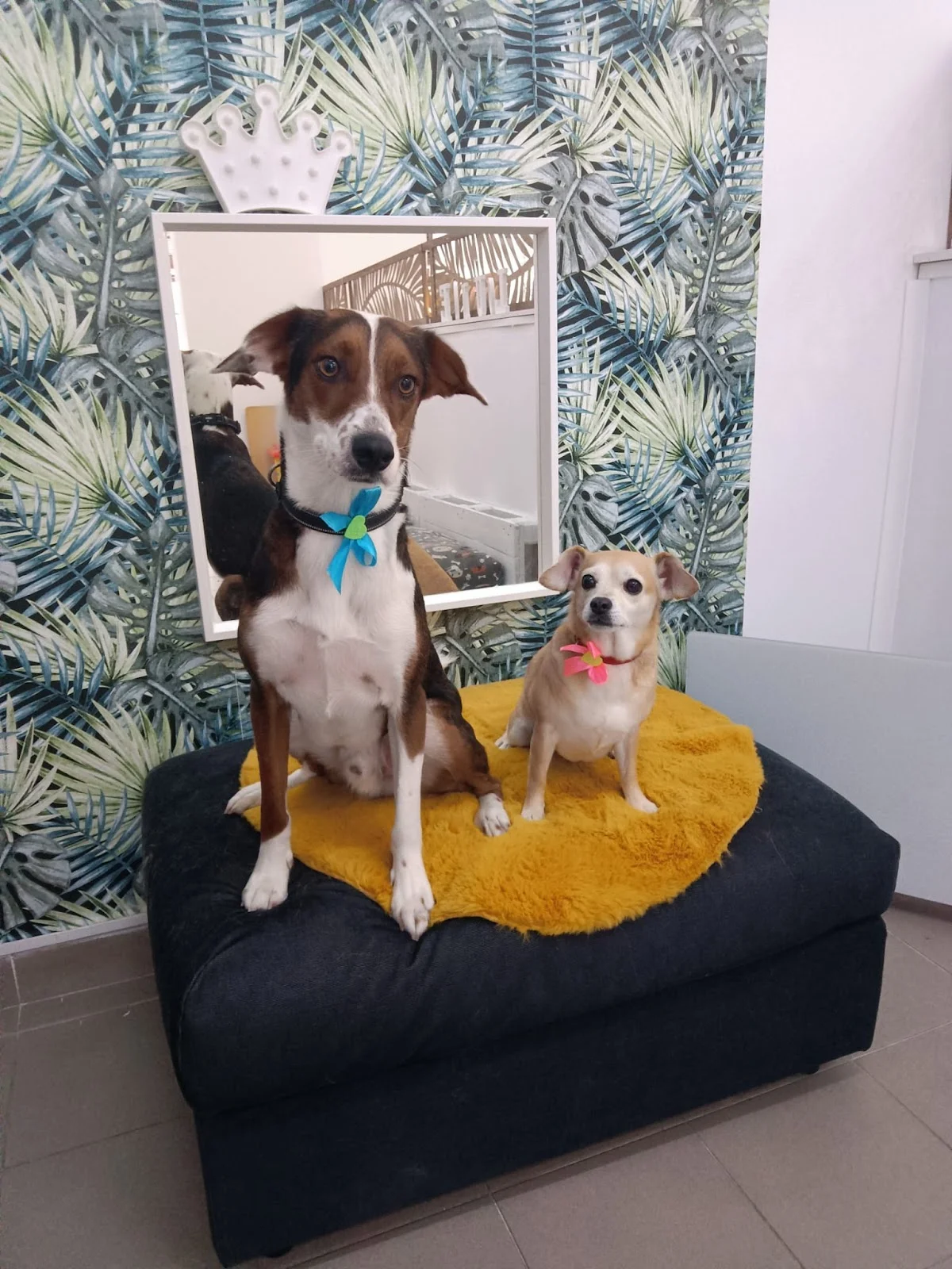 Funny Dog Grooming — 3