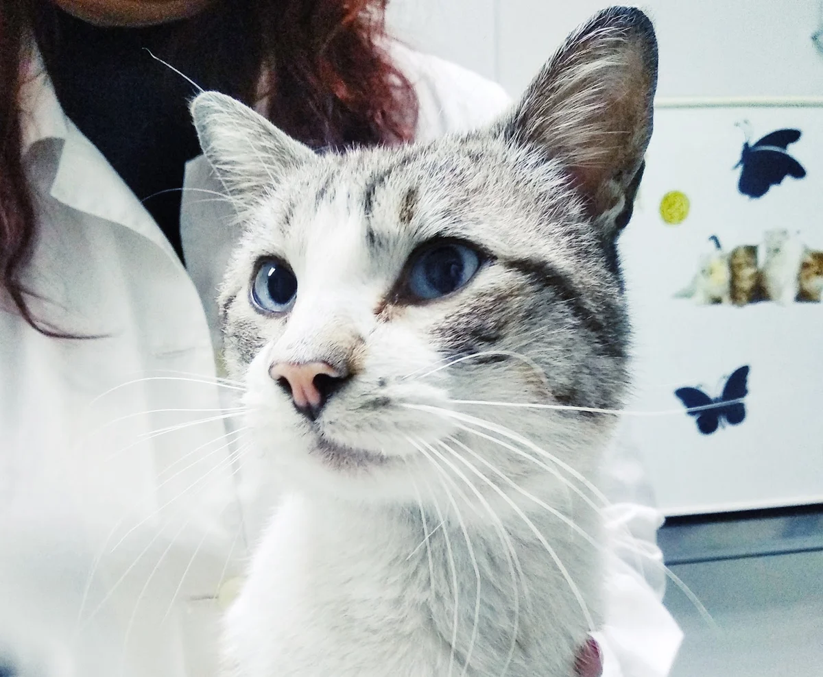 Clínica Veterinária da Prelada — 2