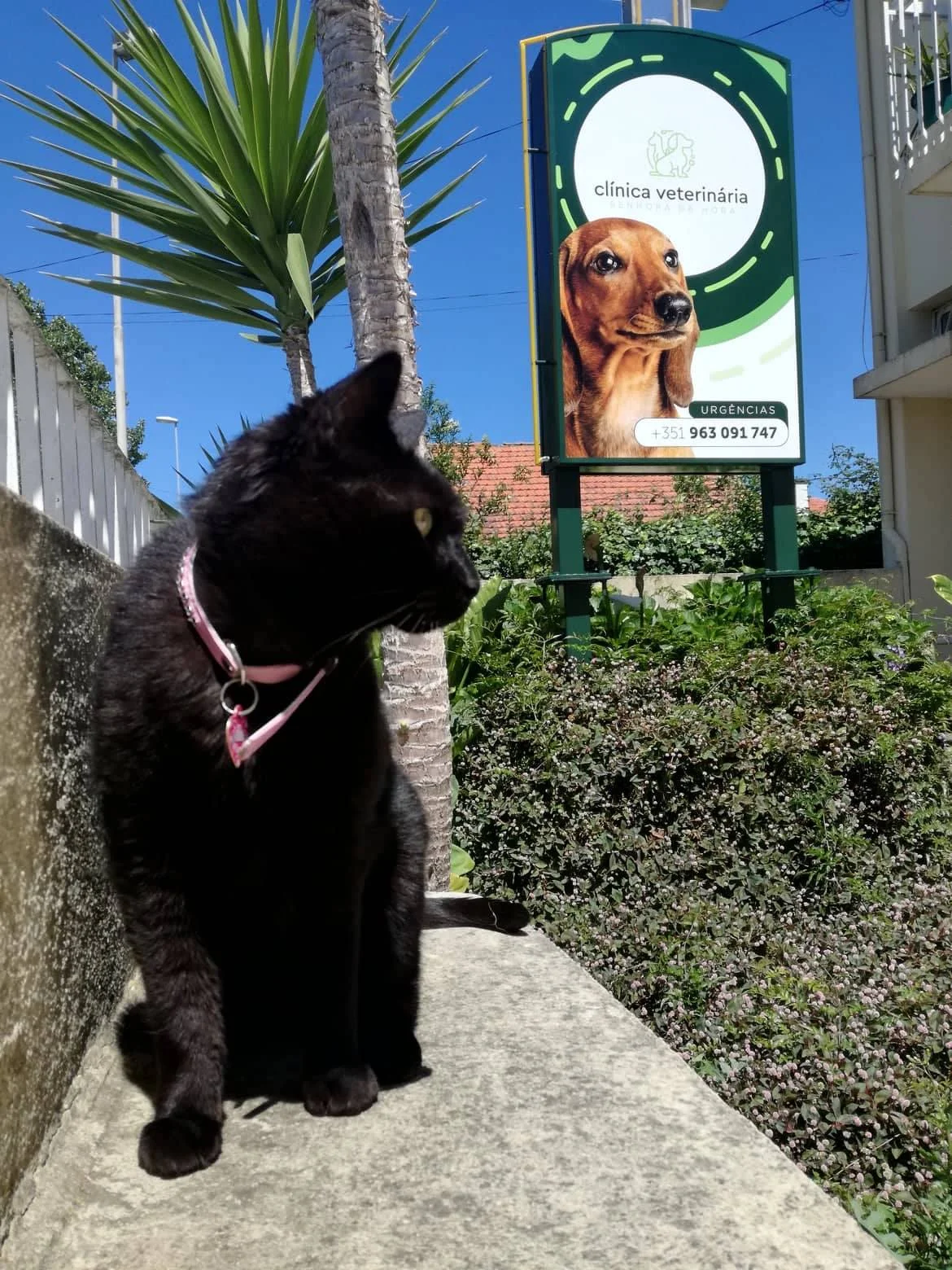 Clínica Veterinária da Senhora da Hora — 2