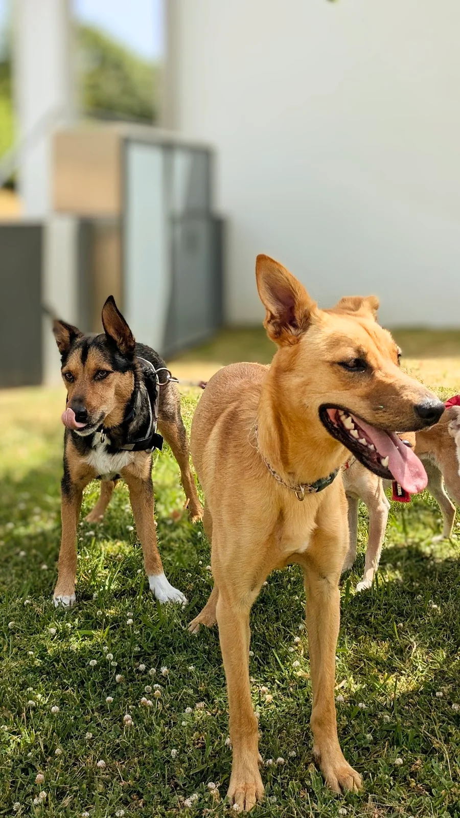 Dog Nanny - Pet care - banhos e tosquias — 3