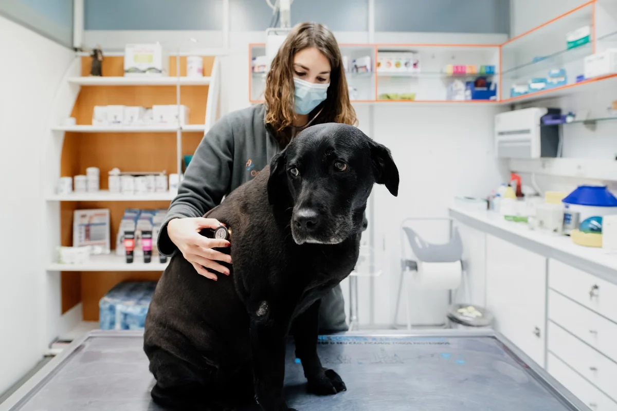 Onevet Clínica Veterinária Carvalha — 2
