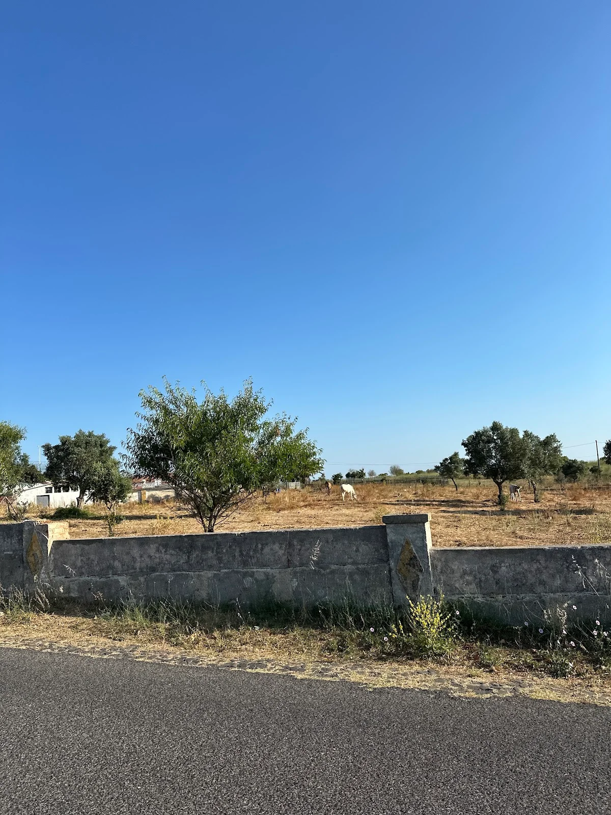 Casa do Cão (Monsanto)