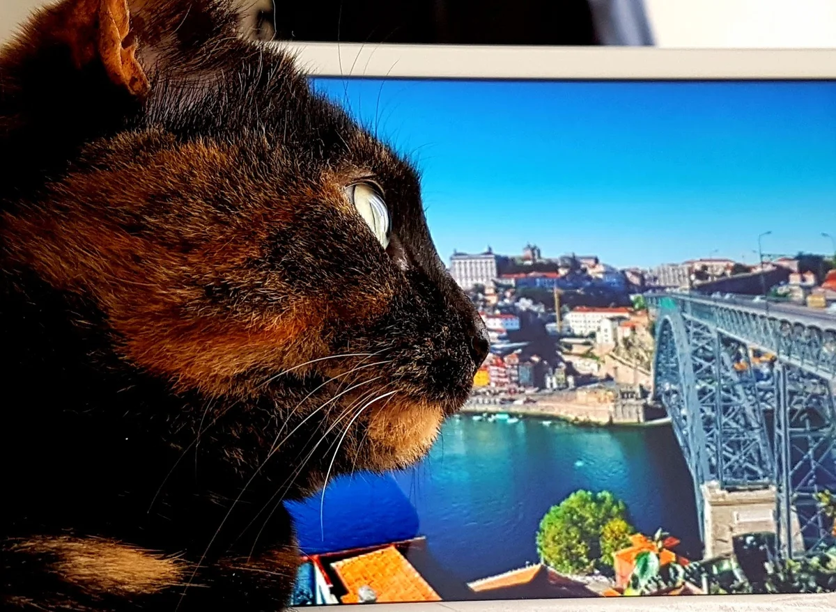 Animaux de Porto.