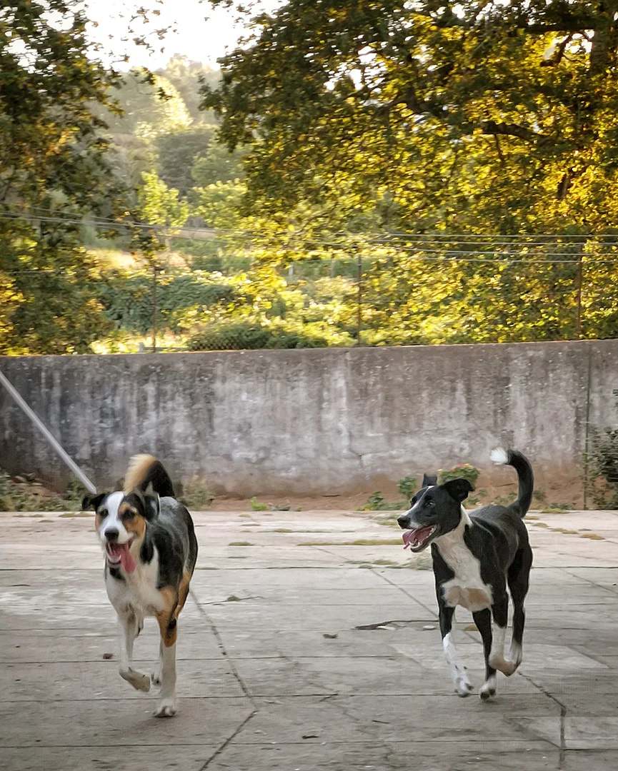 Animaux de Porto. — 2
