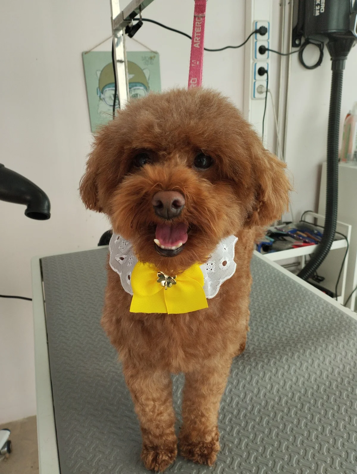 Grooming Studio — 2