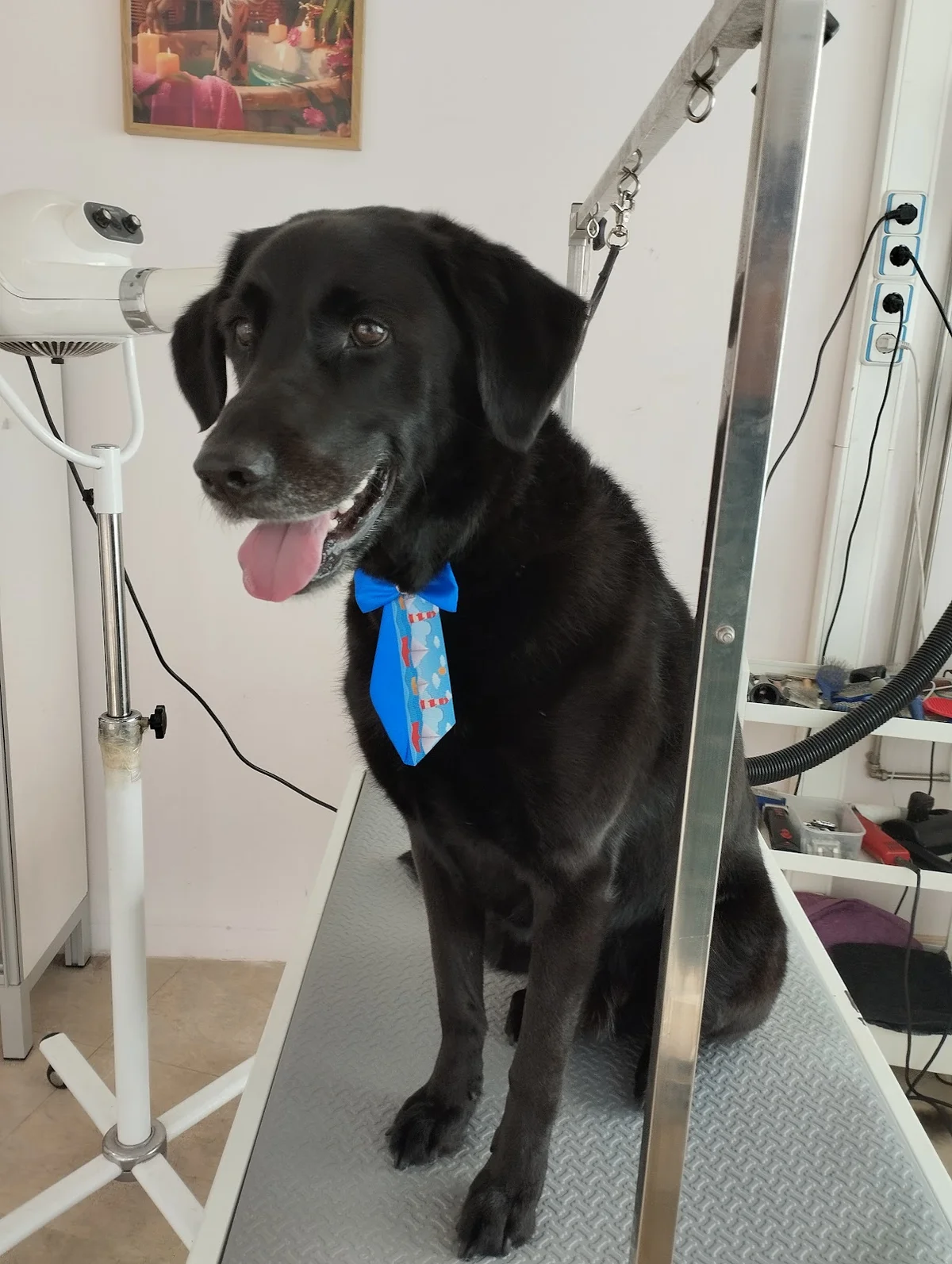 Grooming Studio — 3