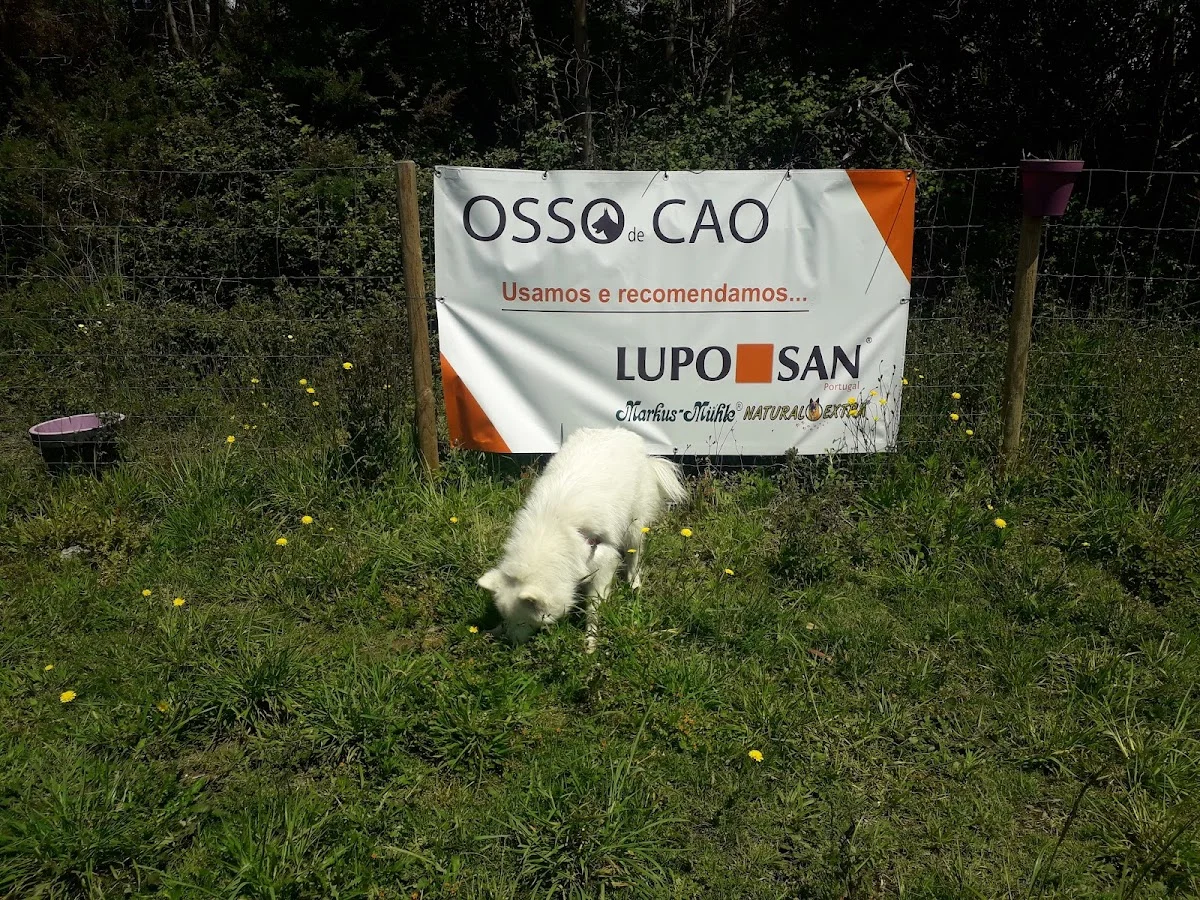 Osso de Cão — 2