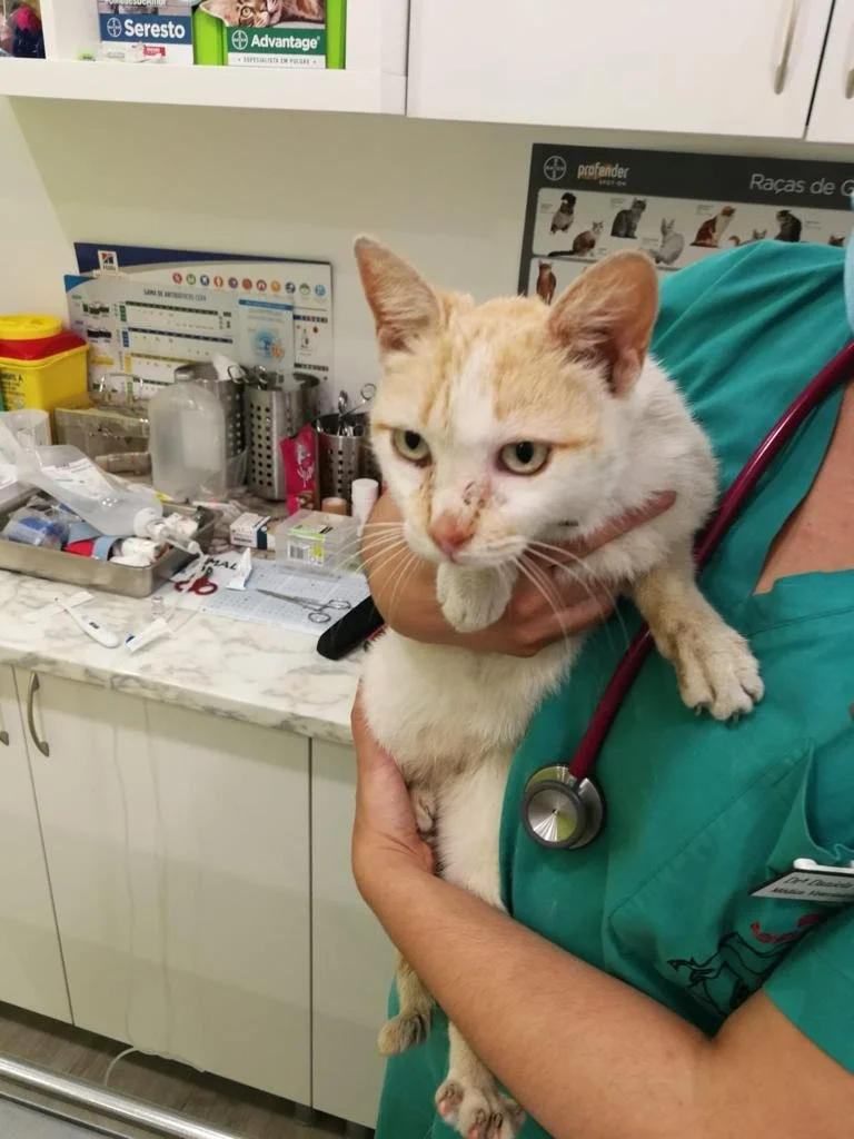 VetCampolide — 3