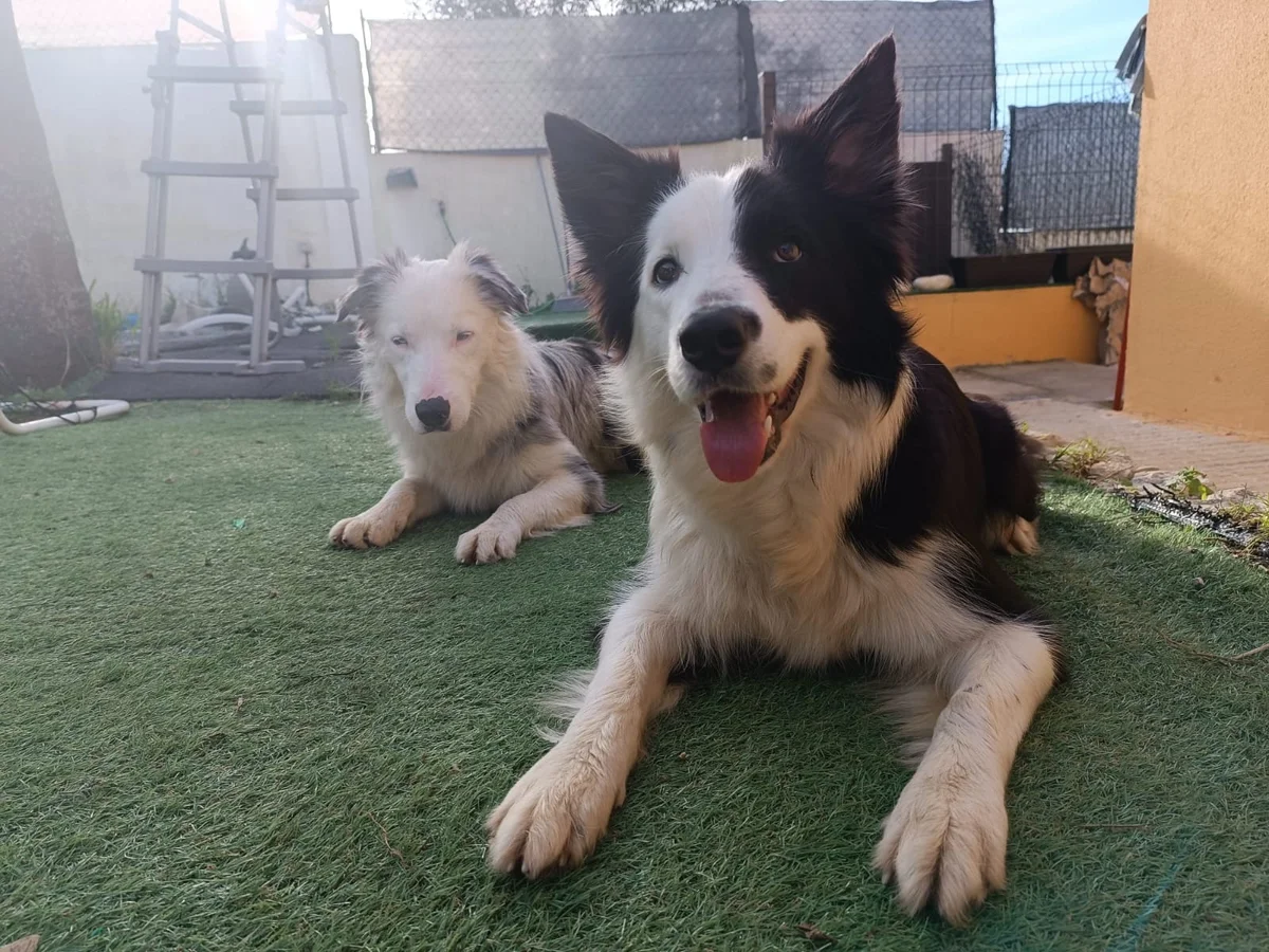 All For Pets, Tudo Pelos Donos