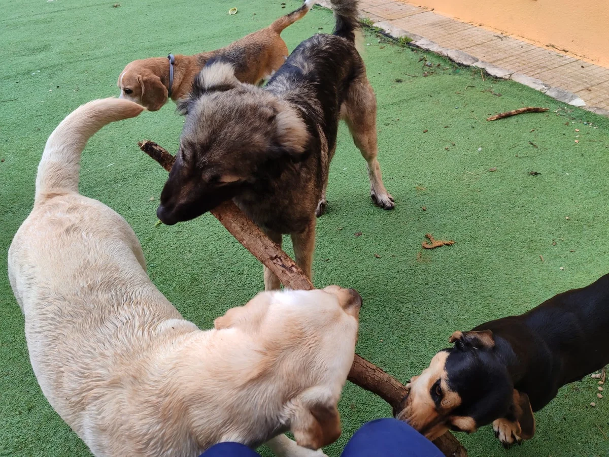 All For Pets, Tudo Pelos Donos — 2