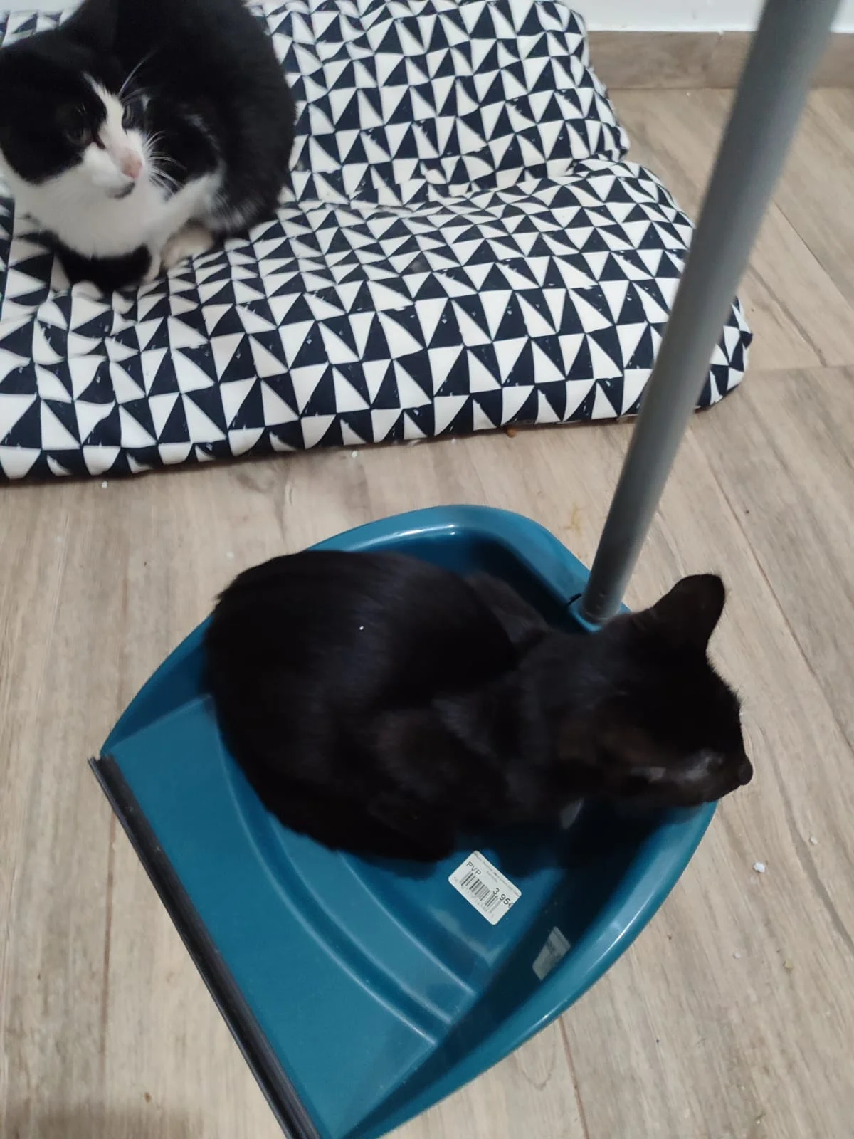 All For Pets, Tudo Pelos Donos — 3