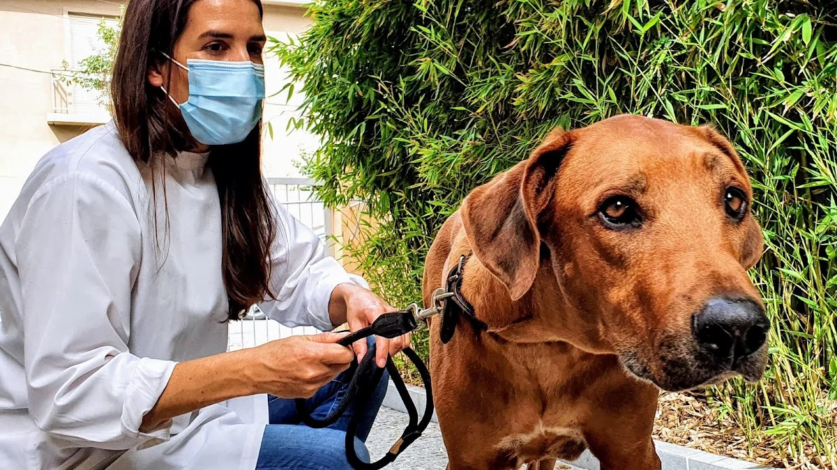 Hospital Vet. Dr. Francisco Corrêa Cardoso
