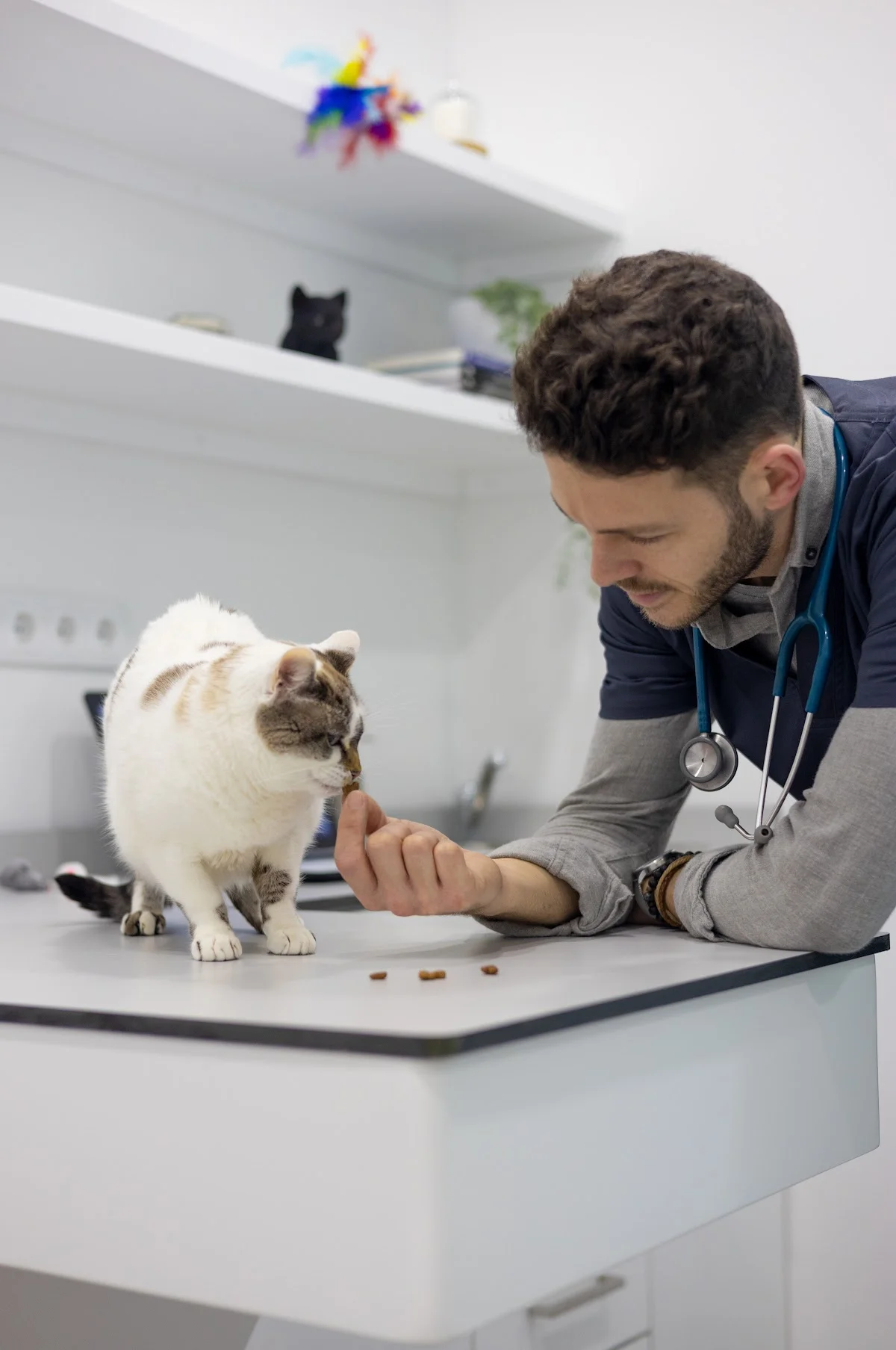 City Pets - consultório veterinário
