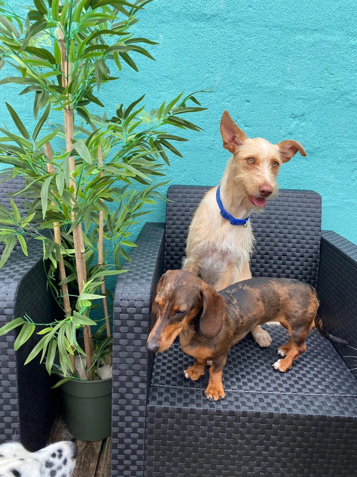 Goldenweiler — 3