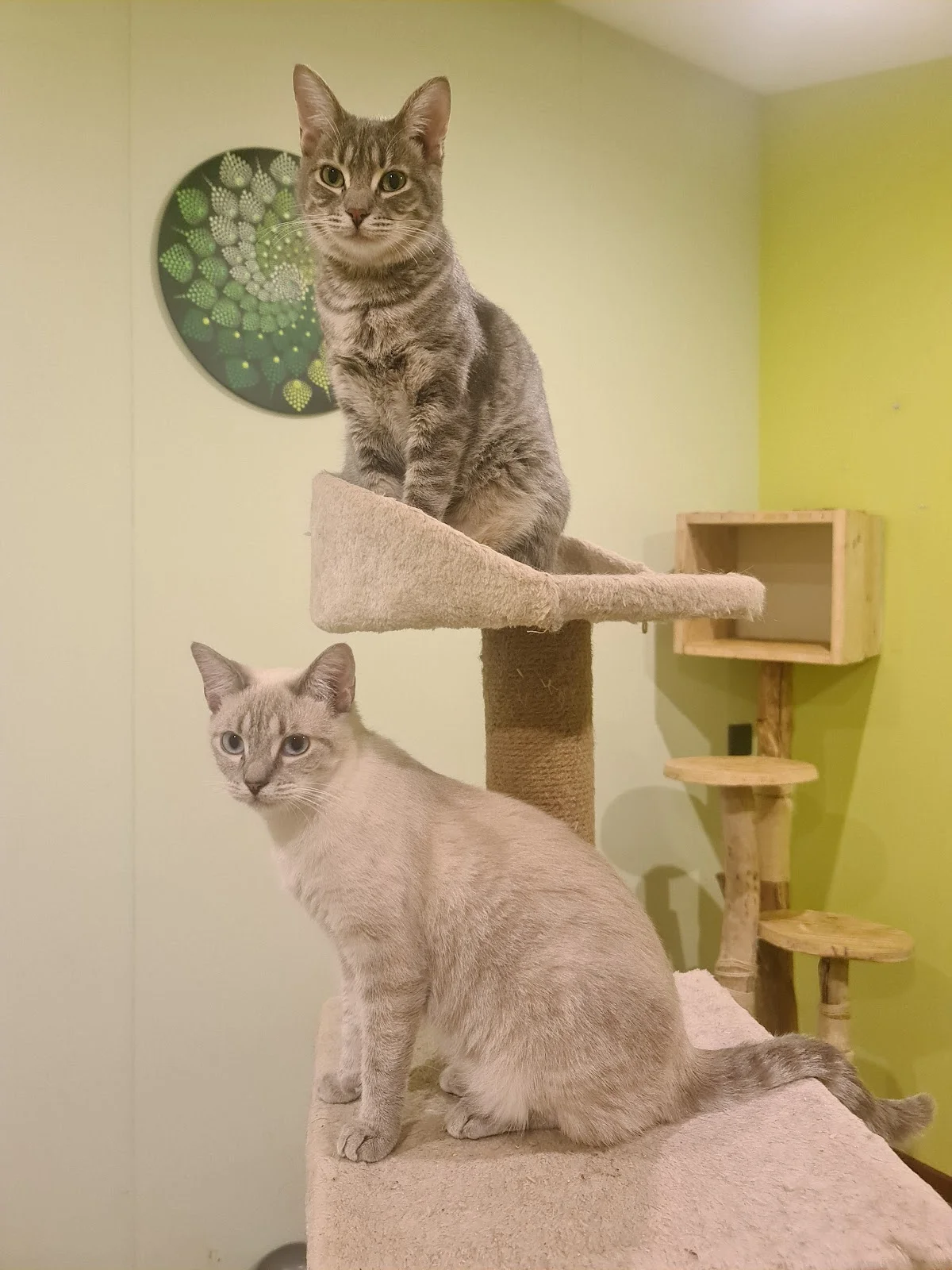 Clínica Veterinária Fernão Magalhães — 2