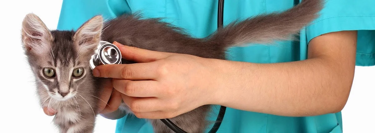 Clínica Veterinária Vets & Pets