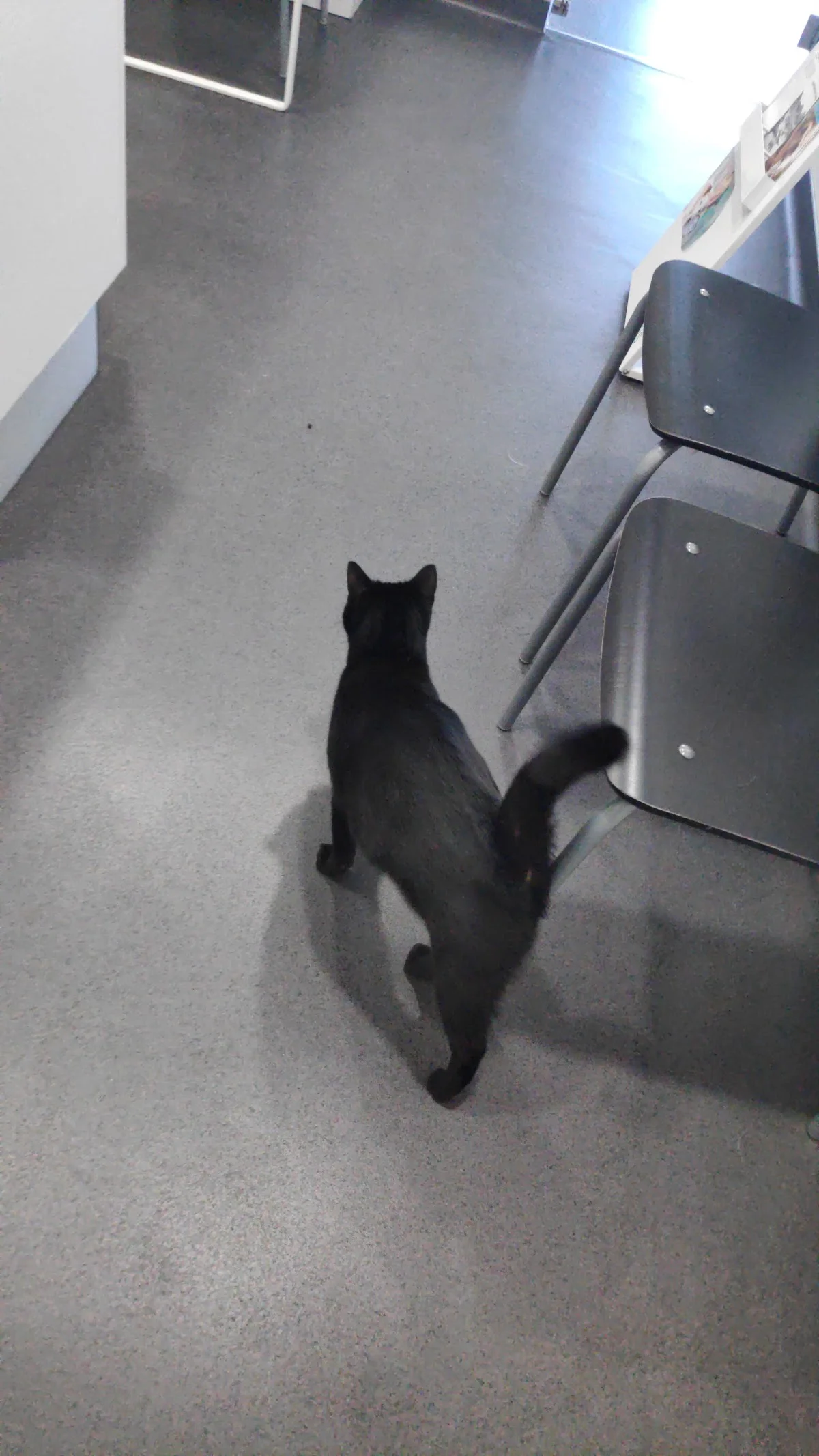 Clínica Veterinária Vets & Pets — 2