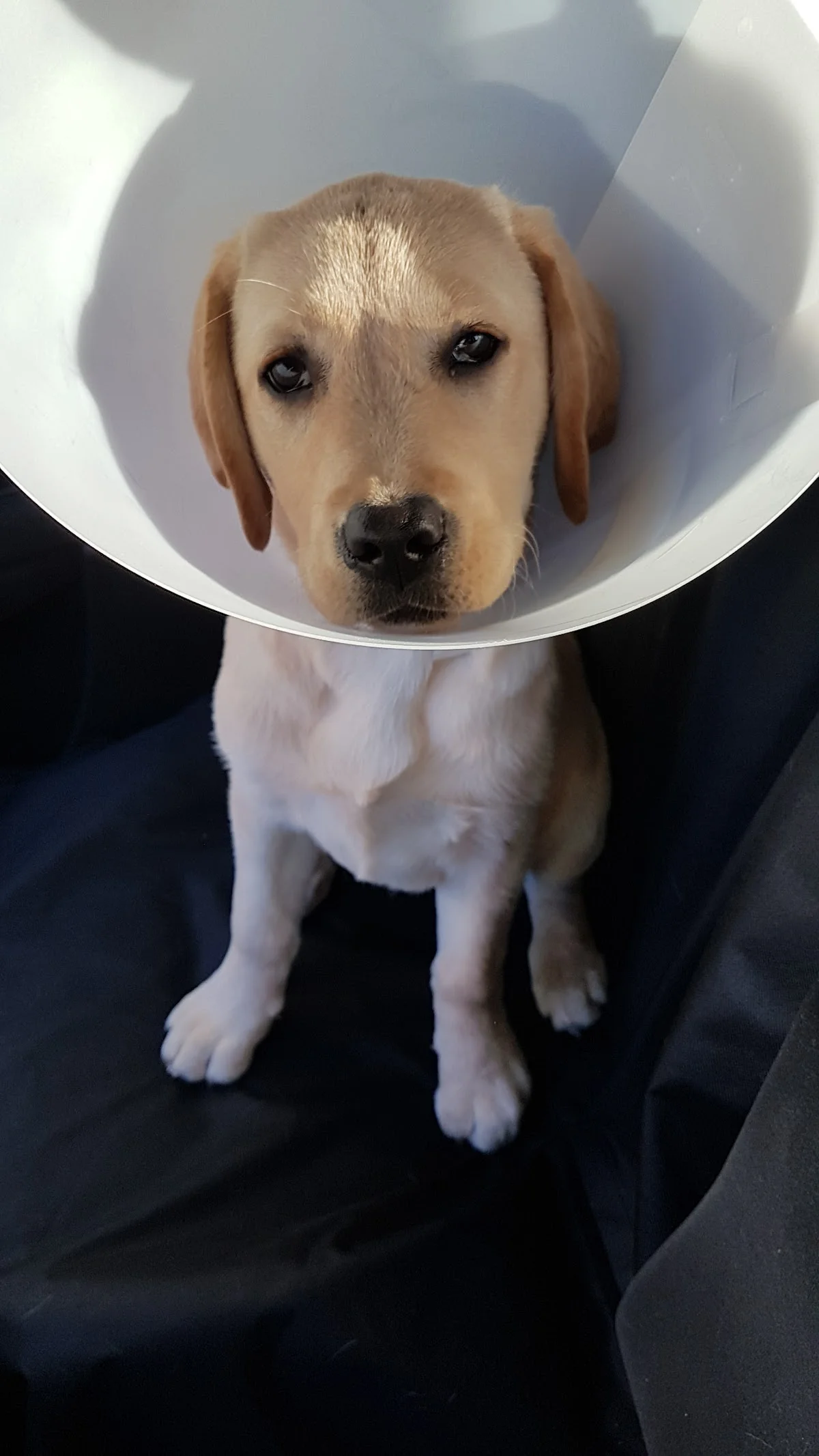 Clínica Veterinária Vets & Pets — 3