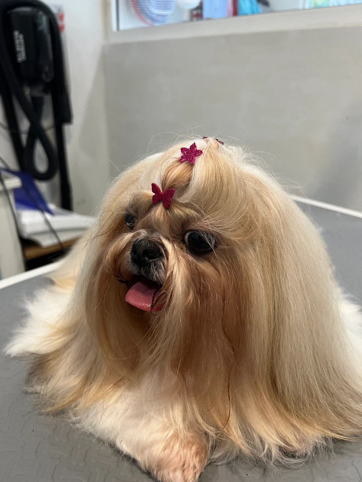 Pet Boutique — 2