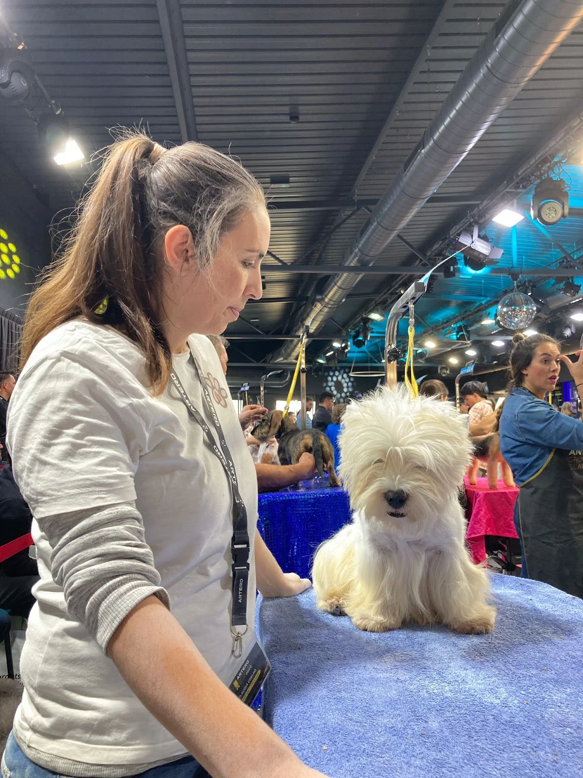 Pet Boutique — 3