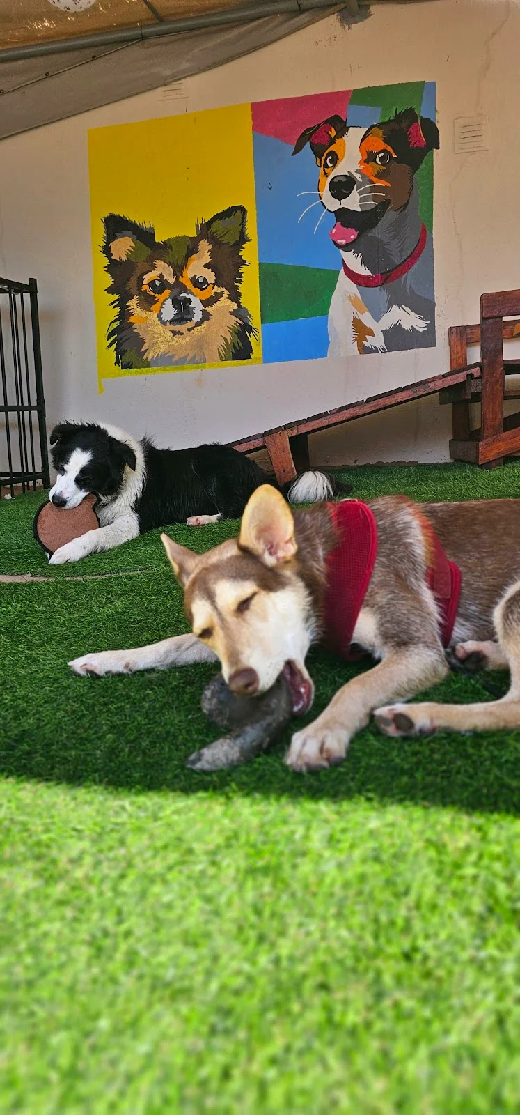 Creche Canina Pampered Paws