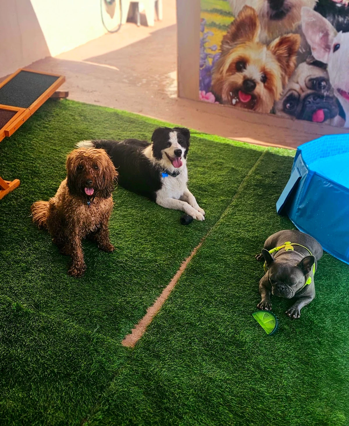 Creche Canina Pampered Paws — 2
