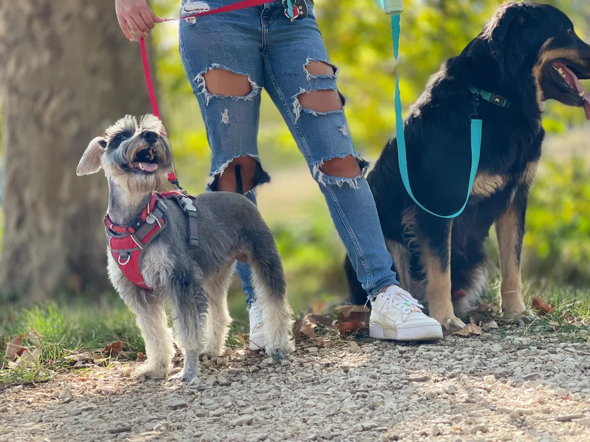 Creche Canina Pampered Paws — 3